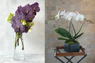 Blue Orchid Flower Trend