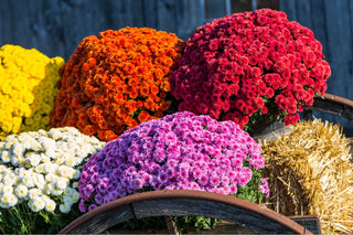 Fall Flower Arrangements