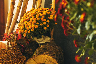 Flowers Bloom in Fall