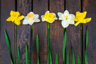 Narcissus, Daffodils, and Jonquils