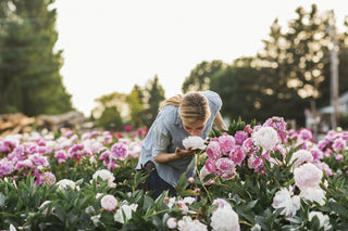 Peonies Flowers Blooming