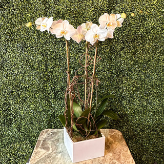 Triple White Phalaenopsis Orchid Planting in White Pot