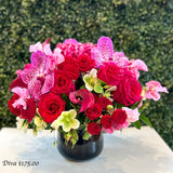 Diva -Available week of February 9th