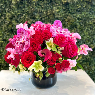 Diva -Available week of February 9th