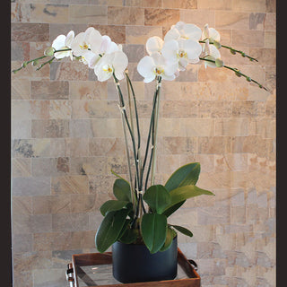 Orchid Planting 4 Stalks of White Phalaenopsis Plants in Black Ceramic Pot