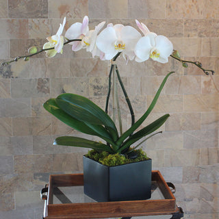 z Orchid Plant -Double Stemmed White Phalaenopsis in Black Ceramic Pot