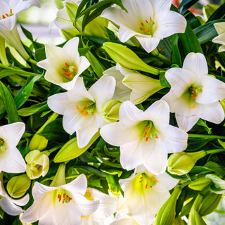 Easter Lily Flower