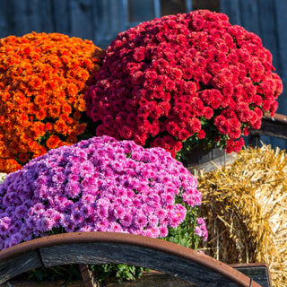 Fall Flower Arrangements