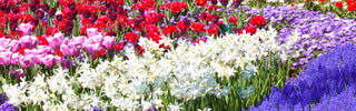 Flowers_Bloom