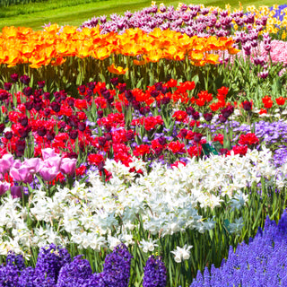 Flowers Bloom