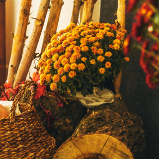 Flowers Bloom in Fall