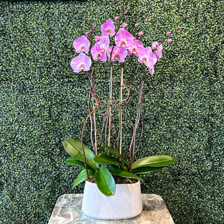 Double Double Pink Phalaenopsis Orchid Planting in White Tulle Pot