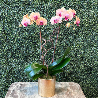 Peach Phalaenopsis Double-Stemmed Plant in Gold Ceramic Pot