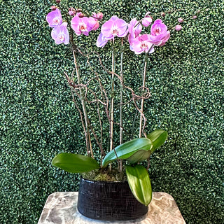 Double Double Pink Phalaenopsis Orchid Planting in Black Tulle Pot