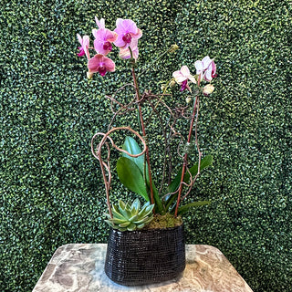 Pink Phalaenopsis Orchid Planting with a Succulent in Black Tulle Pot