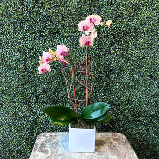 Peach Phalaenopsis Double-Stemmed Plant in a White Ceramic Pot