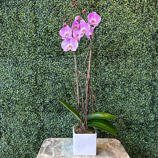 Pink Phalaenopsis Double-Stemmed Plant in a Ceramic Pot