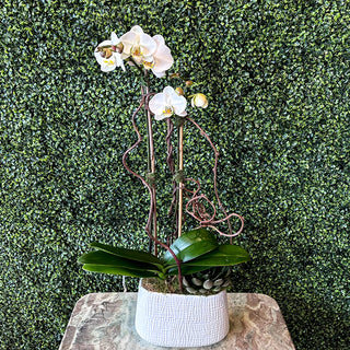 White Phalaenopsis Orchid Planting with a Succulent in White Tulle Pot
