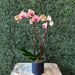 Peach Phalaenopsis Double-Stemmed Plant in Black Ceramic Pot
