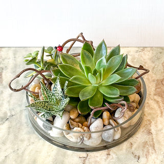 Succulent Garden in Low Glass Dish