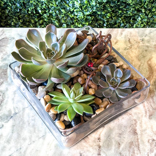 Succulent Garden in Low Square Glass Dish