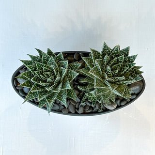 Double Succulent Boat