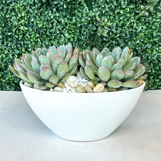 Double Succulent Boat