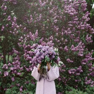 Lilac Flowers