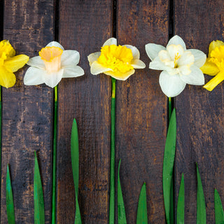 Narcissus, Daffodils, and Jonquils