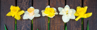 Narcissus, Daffodils, and Jonquils