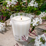 Nest Cedar Leaf & Lavender Candle