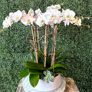 8-Stalk White Phalaenopsis Orchid Planting