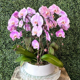Pink Waterfall Phalaenopsis Planting