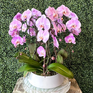 Pink Waterfall Phalaenopsis Planting