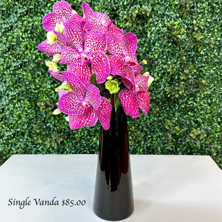 Sincerely, Vanda SINGLE STEM Flowers
