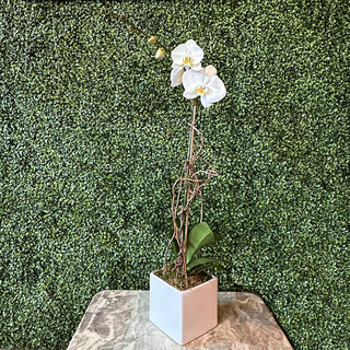 Single Stem White Phalaenopsis Orchid in White Ceramic Pot