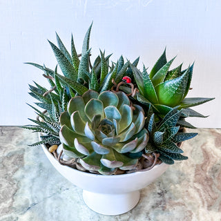 Succulent Garden in Small Footed Compote