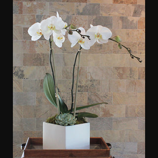 Orchid Plant -Double Stemmed White Phalaenopsis in a White Ceramic Pot with Succulent