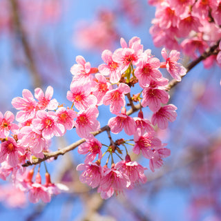 Cherry Blossom