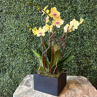 4-Stalked Yellow Phalaenopsis Orchid Planting in Black ceramic Pot