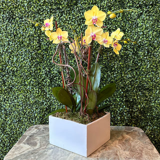 4-Stalked Yellow Phalaenopsis Orchid Planting in White Ceramic Pot