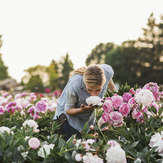 Peonies Flowers Blooming