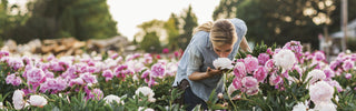 Peonies Flowers Blooming