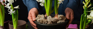 hyacinth flowers