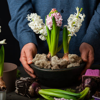 hyacinth flowers
