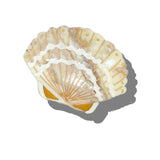 Hand-painted Seashell Claw Hair Clip
