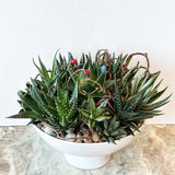 Succulent Garden in Large Footed Compote