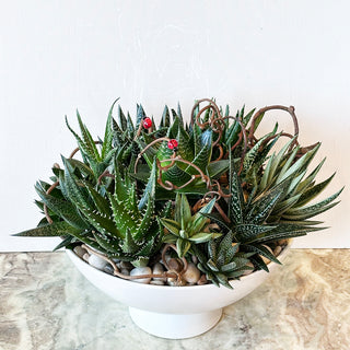 Succulent Garden in Large Footed Compote
